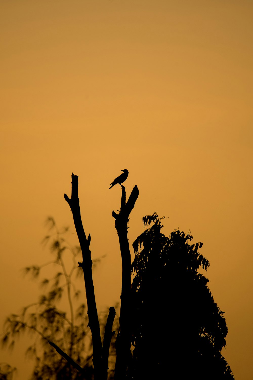 silhouette of bird on tree branch during sunset