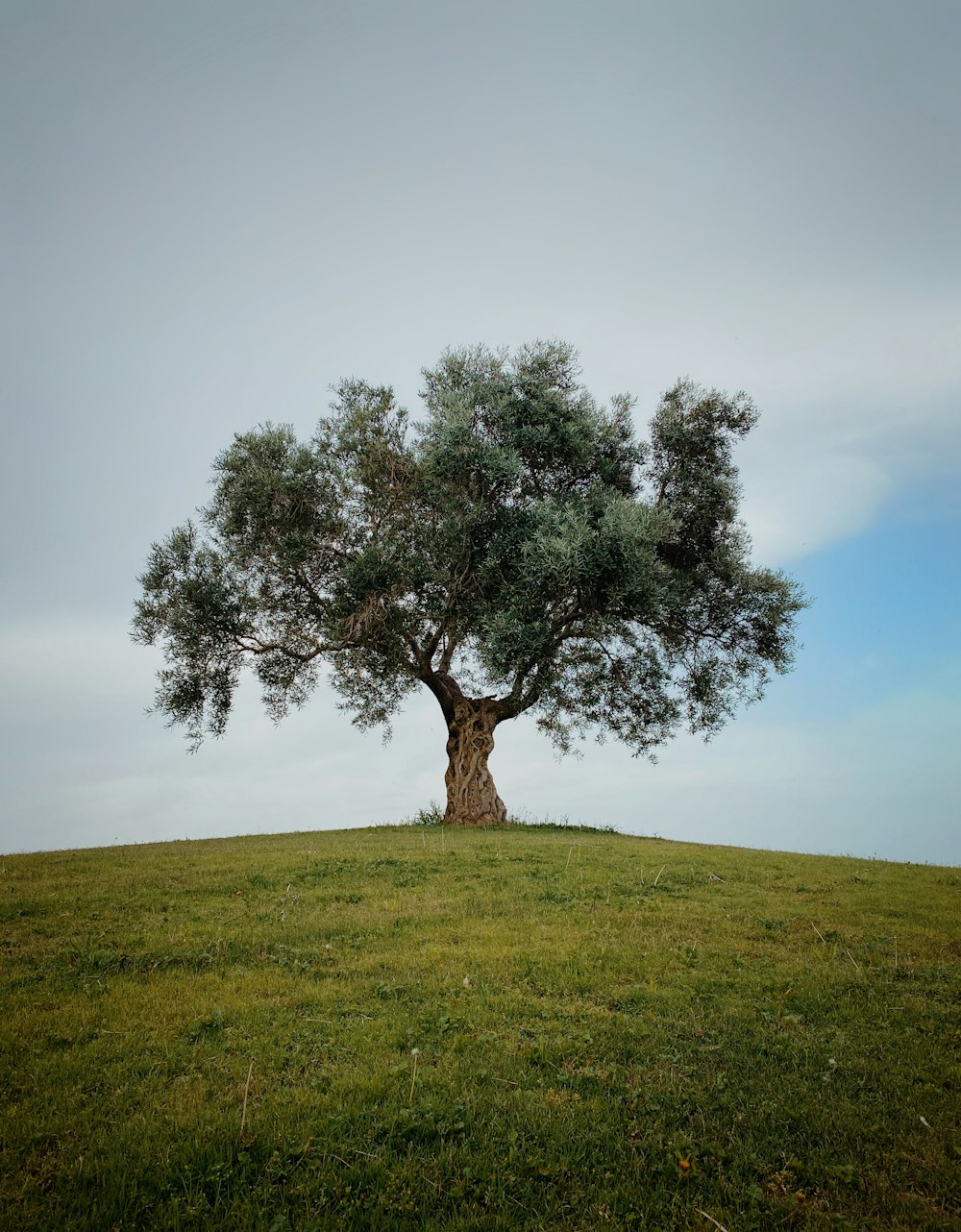 green tree on green grass field under gray sky