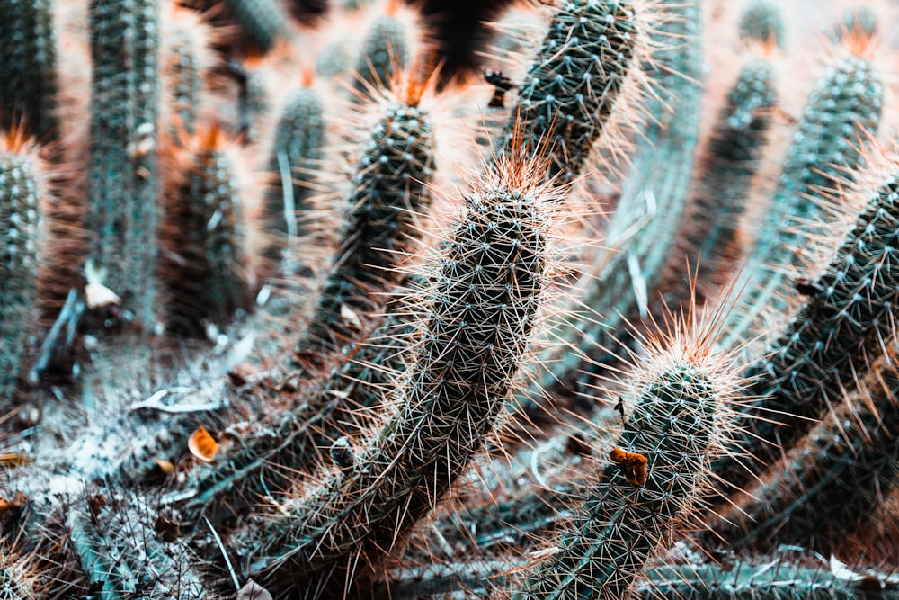 green cactus in close up photography