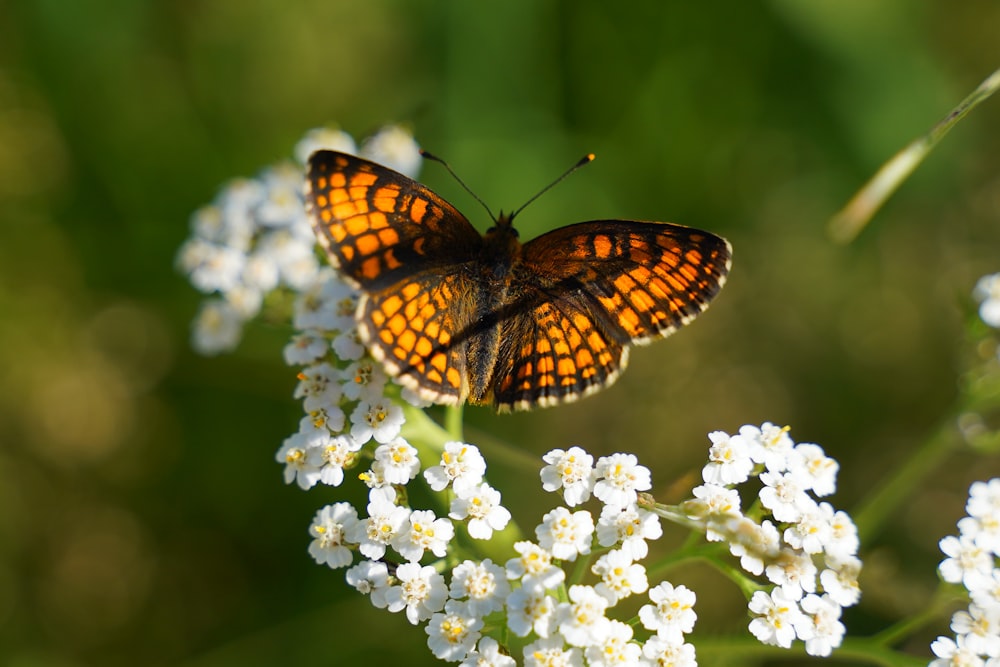 papillon monarque perché sur une fleur blanche en photographie rapprochée pendant la journée