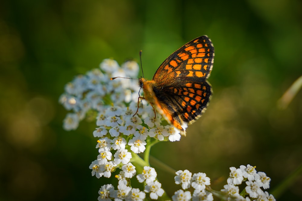 brown and black butterfly perched on white flower