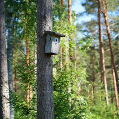 Volunteers installing birdhouses in a green forested area.