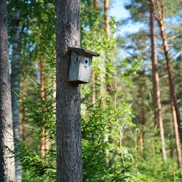 Volunteers installing birdhouses in a green forested area.
