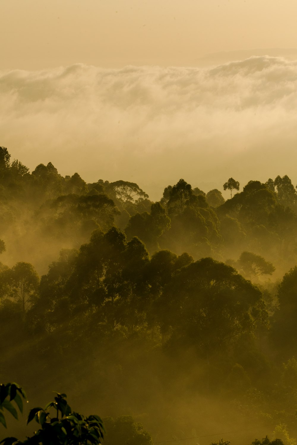 green trees under white clouds