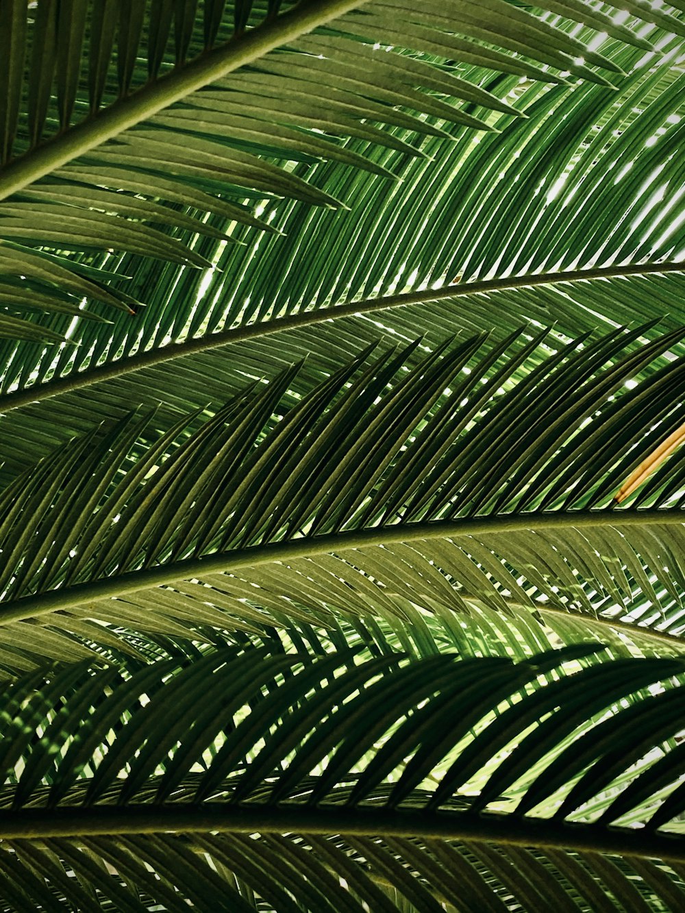 green palm plant during daytime