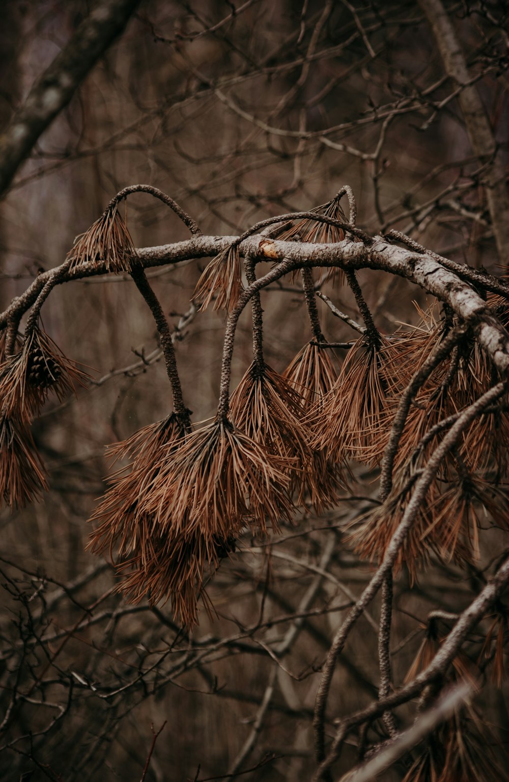 brown dried leaves on brown tree branch