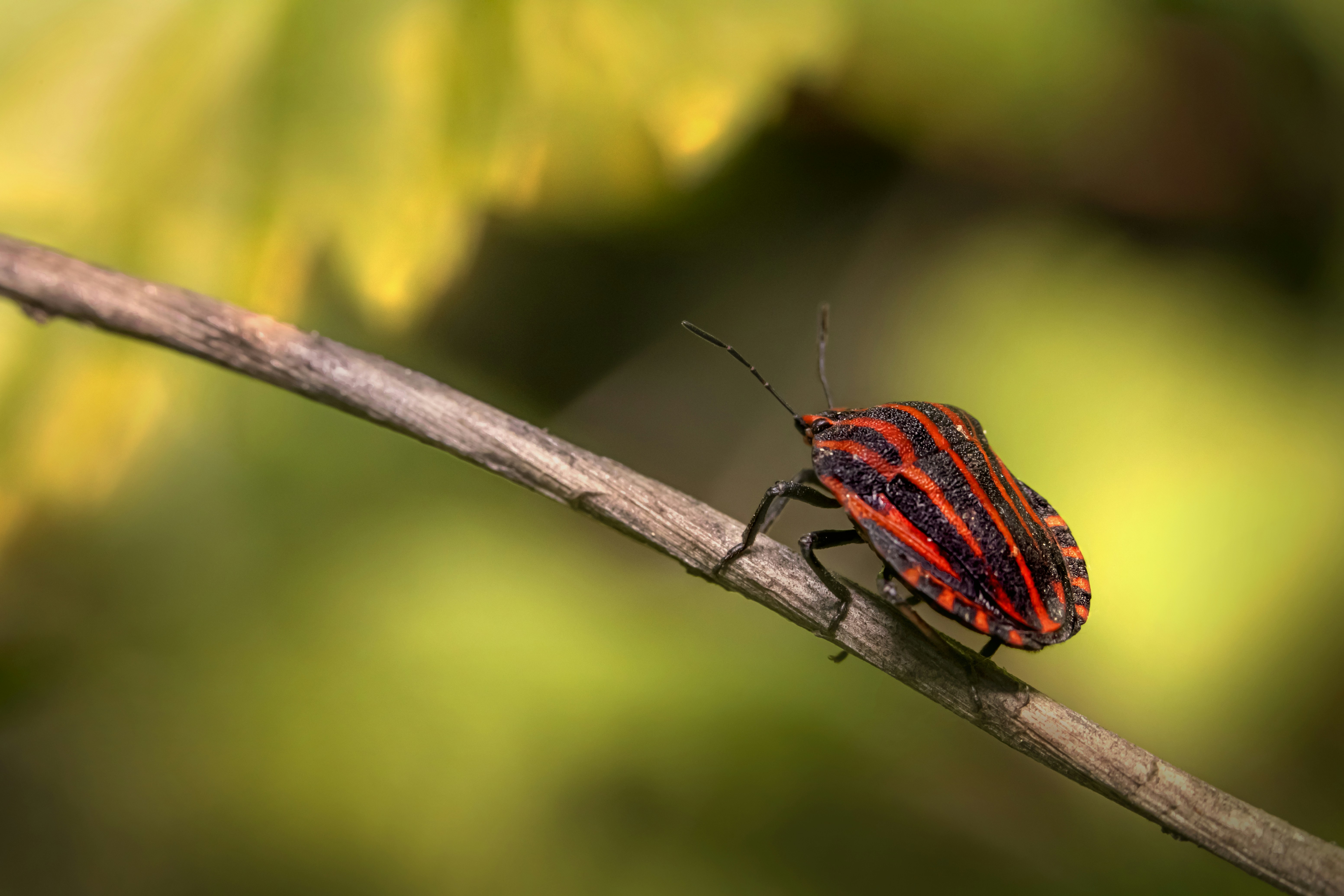Besouro vermelho e preto empoleirado no caule marrom em fotografia de perto  durante o dia foto – Imagem grátis sobre Animal na Unsplash, image size:3000x2000