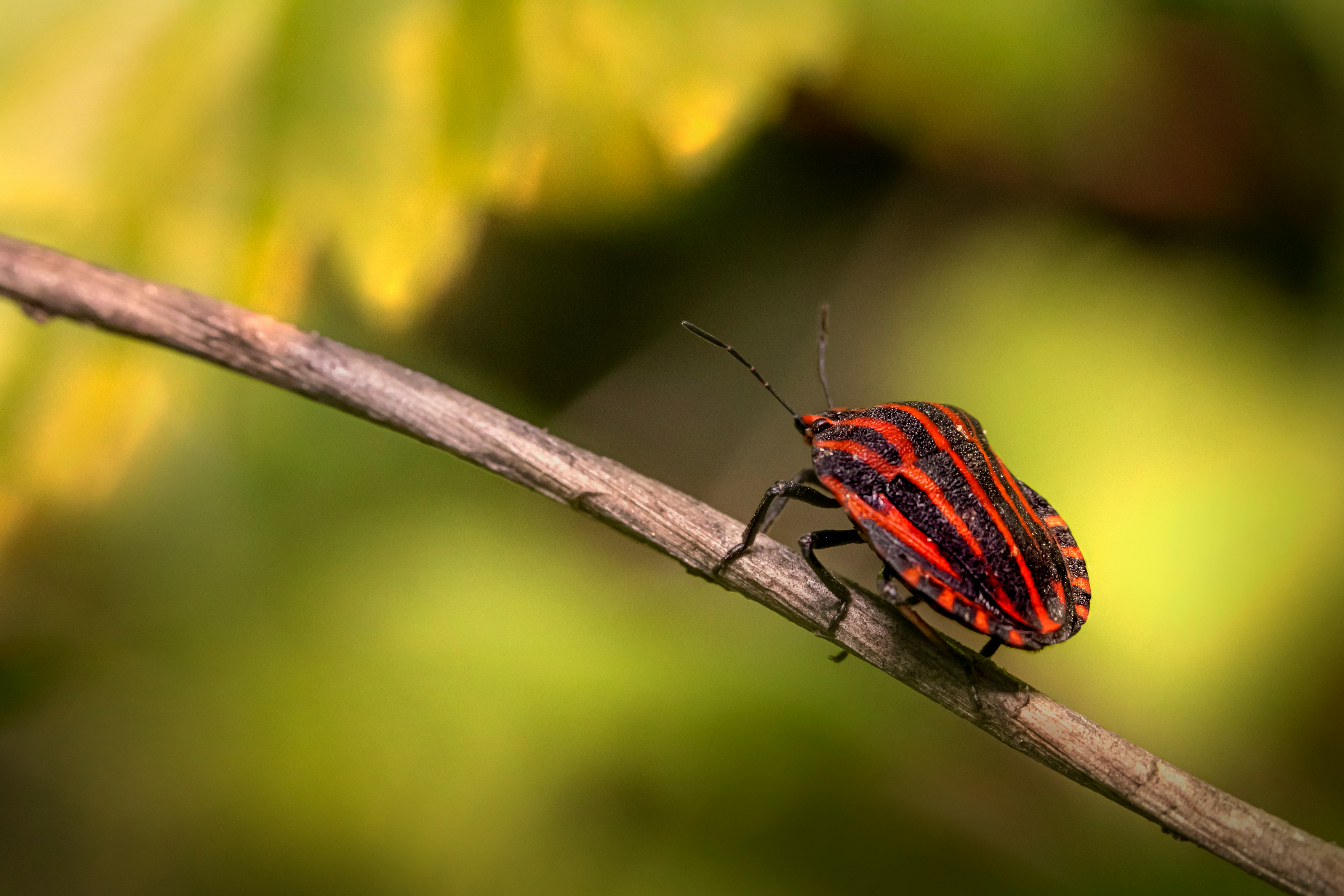 red and black beetle perched on brown stem in close up photography during daytime