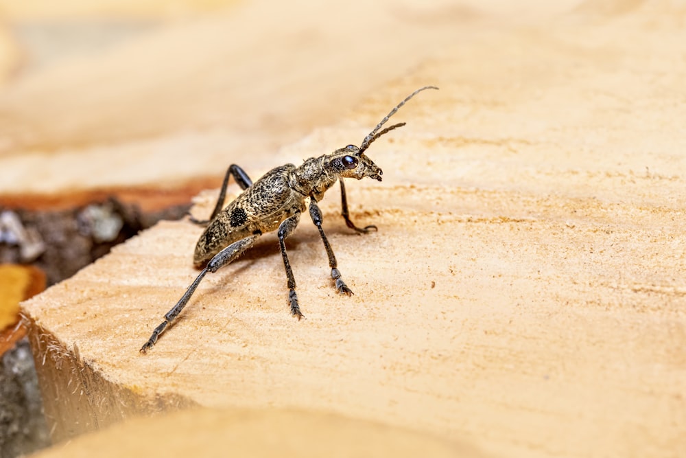 black and brown insect on brown sand