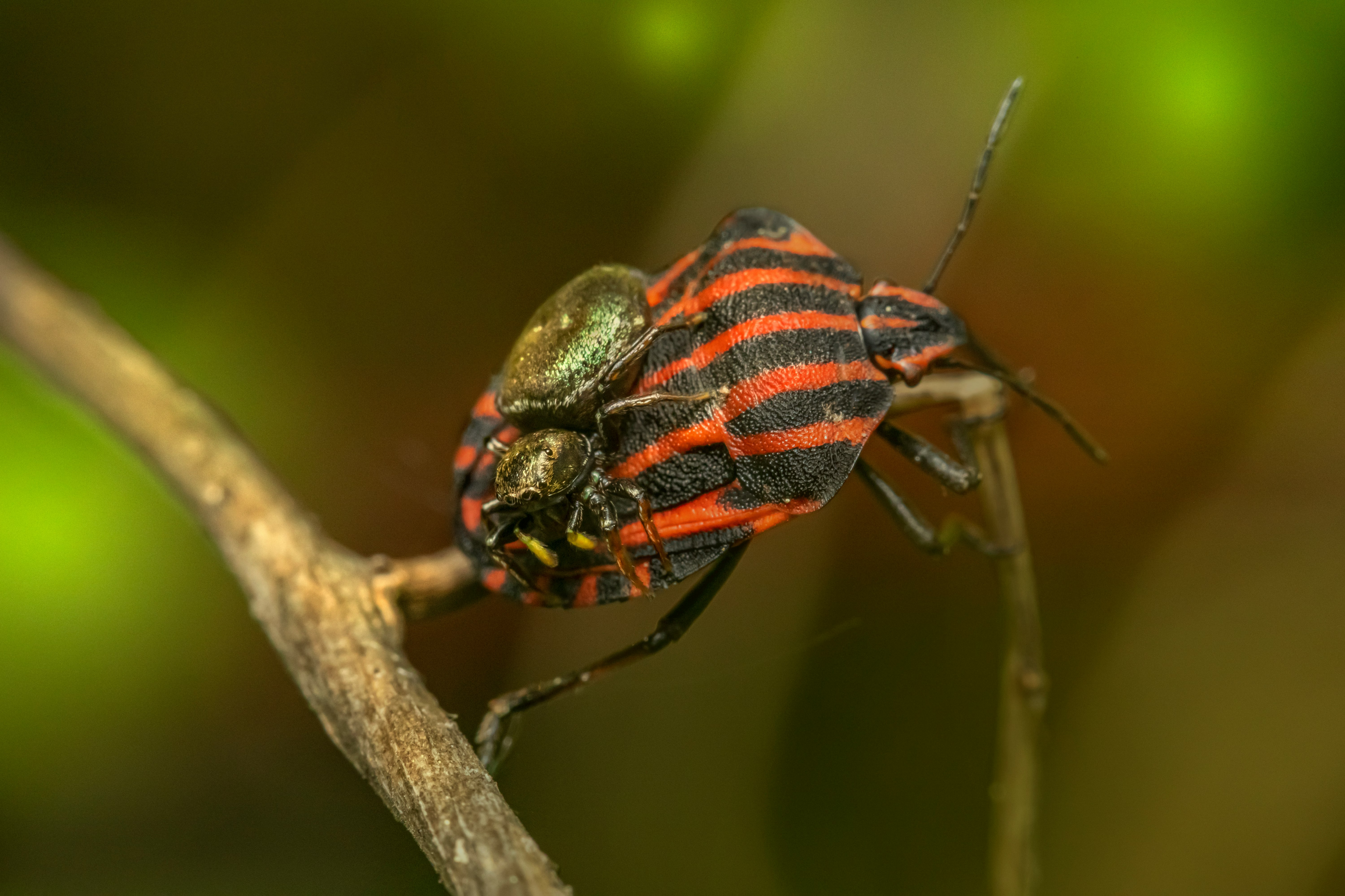 red and black striped beetle perched on brown stem in close up photography during daytime