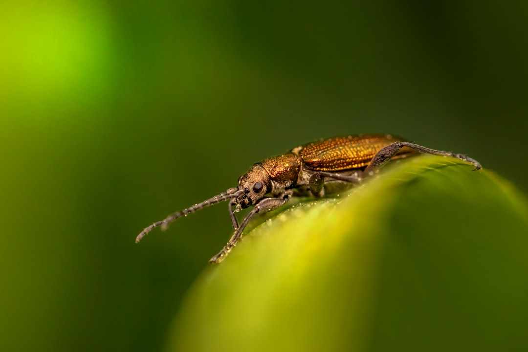 brown and black insect on green leaf