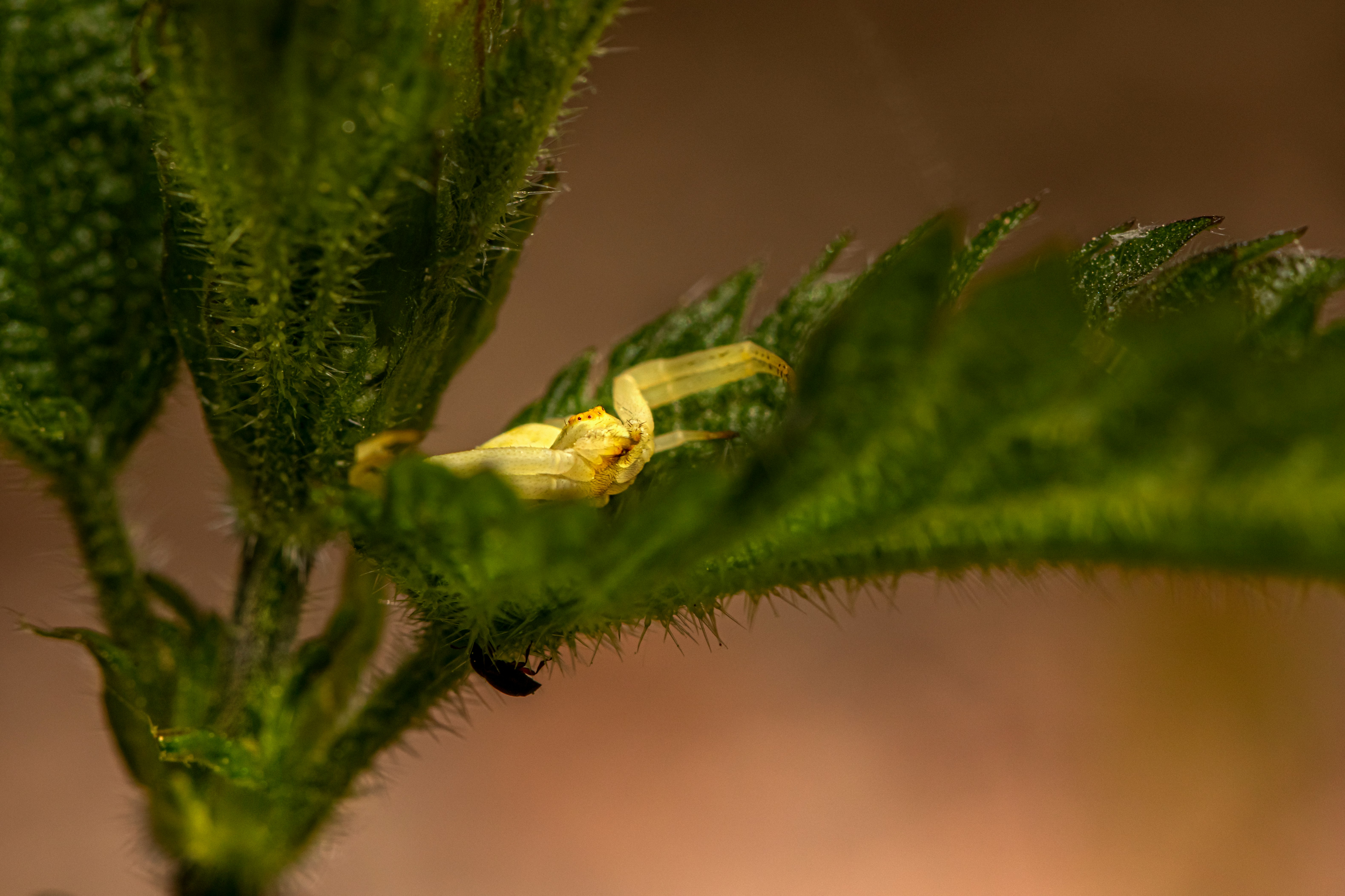 green grasshopper on green plant