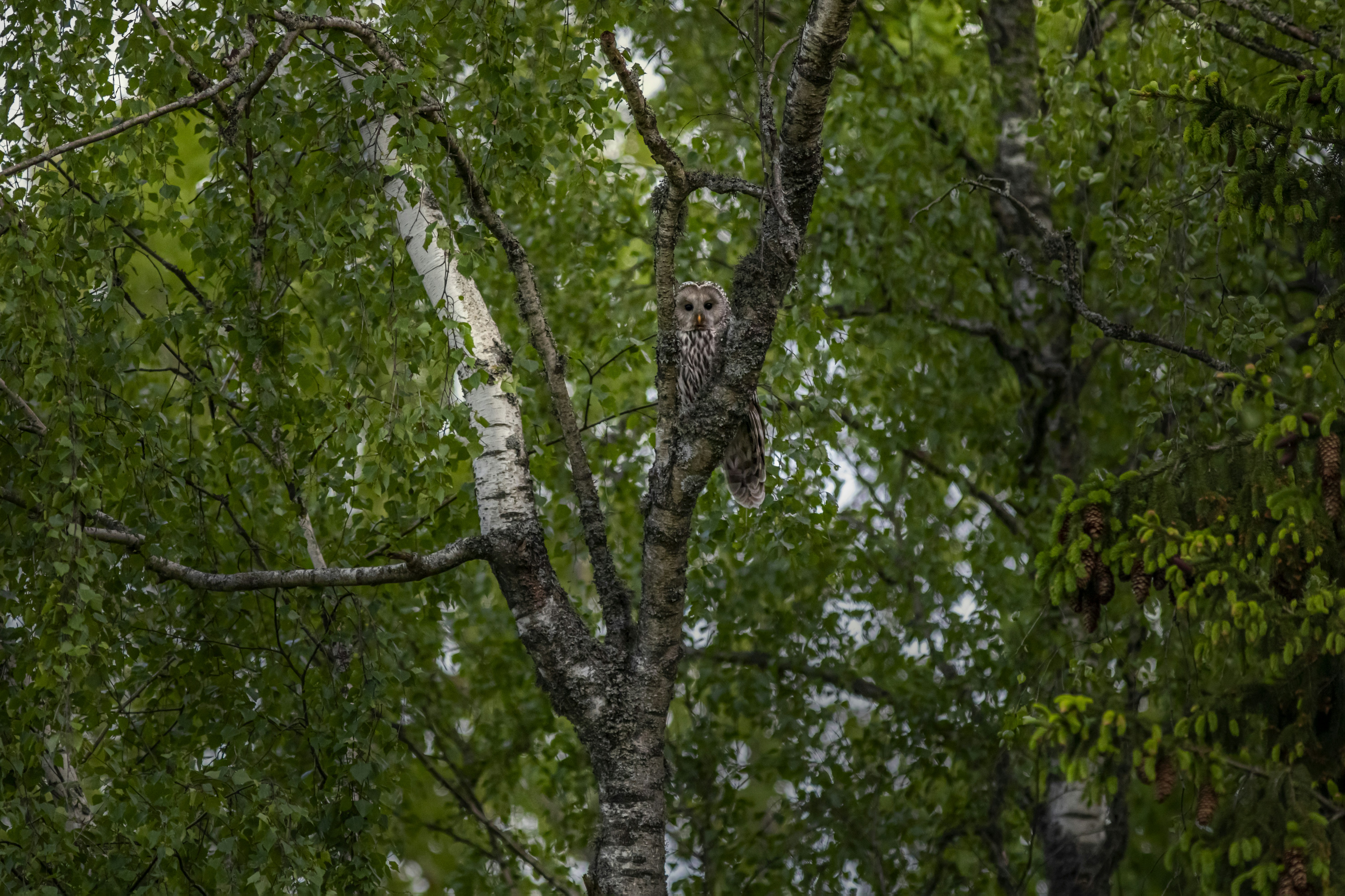 Photo by erik_karits