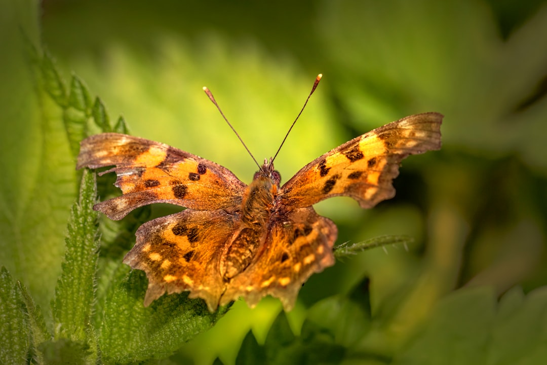 brown and black butterfly perched on green leaf in close up photography during daytime