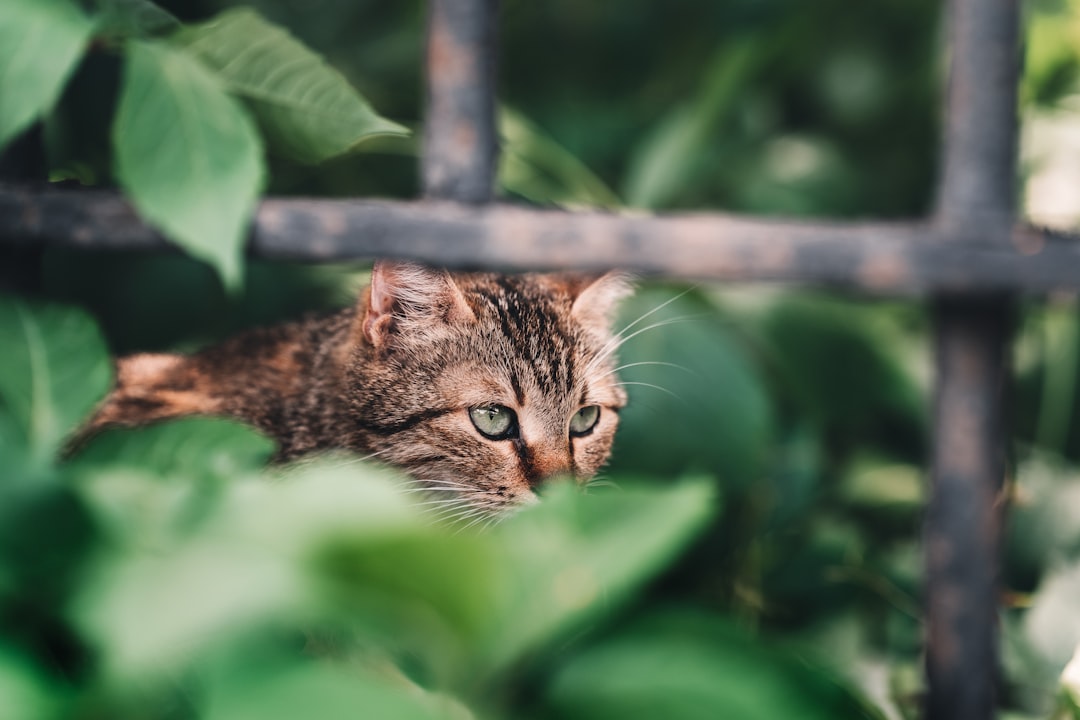 brown tabby cat on tree branch