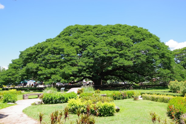 green trees and green grass field during daytime
