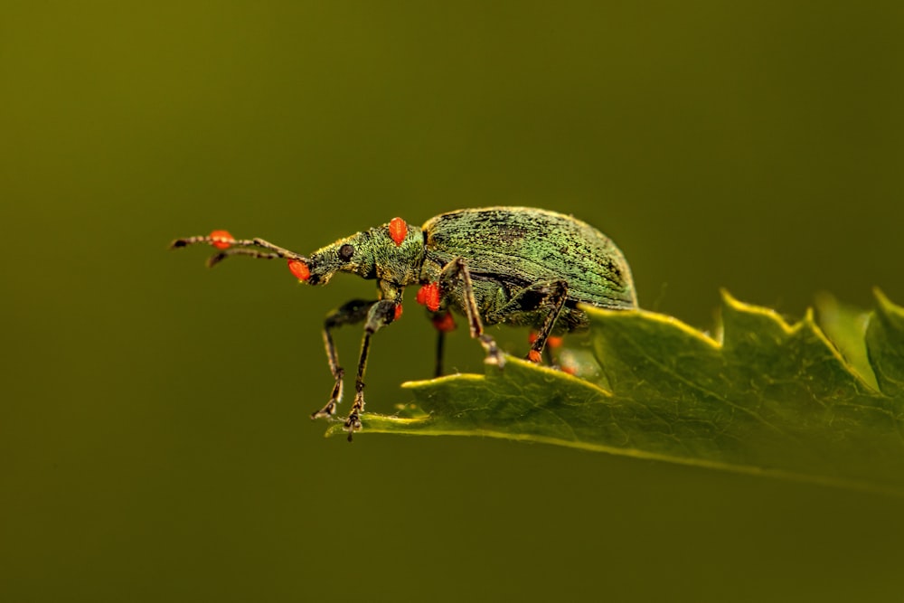 green and black bug on green leaf