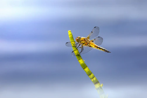 A colorful dragonfly resting on a reed, symbolizing the delicate ecosystem of the chinampas.