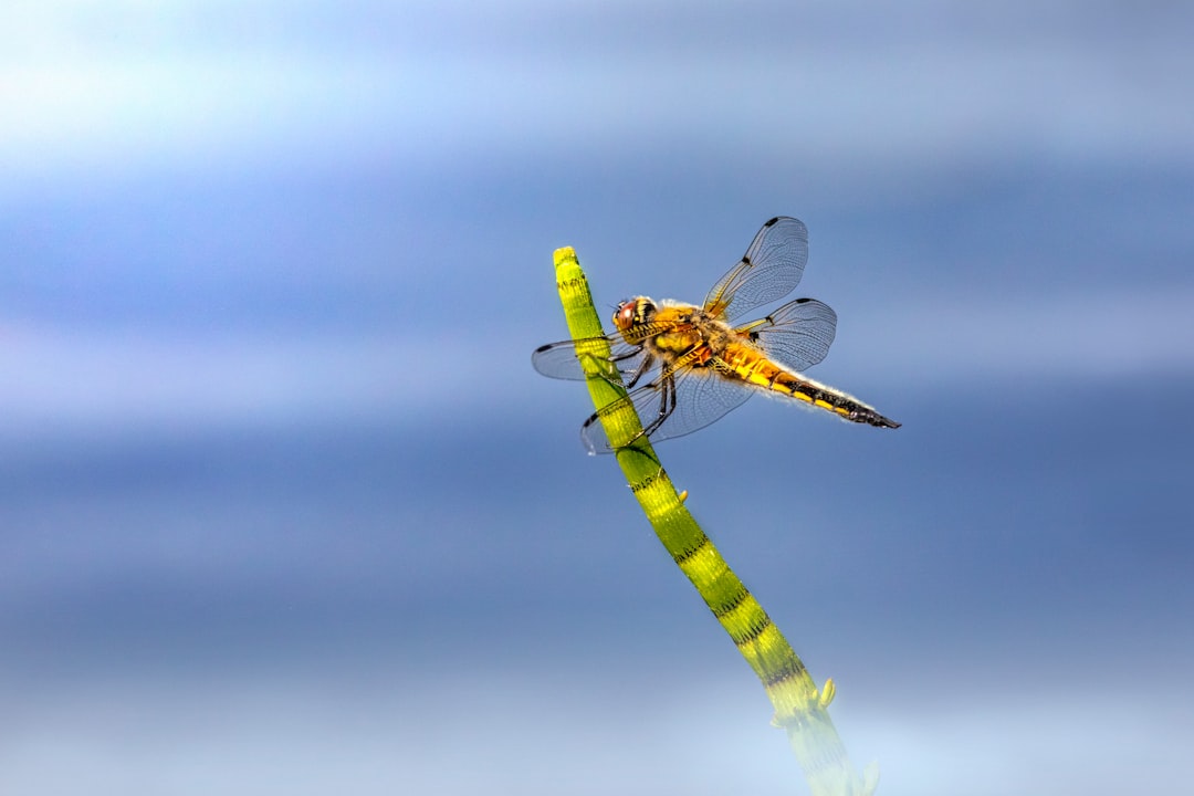 yellow and black dragonfly on brown stick