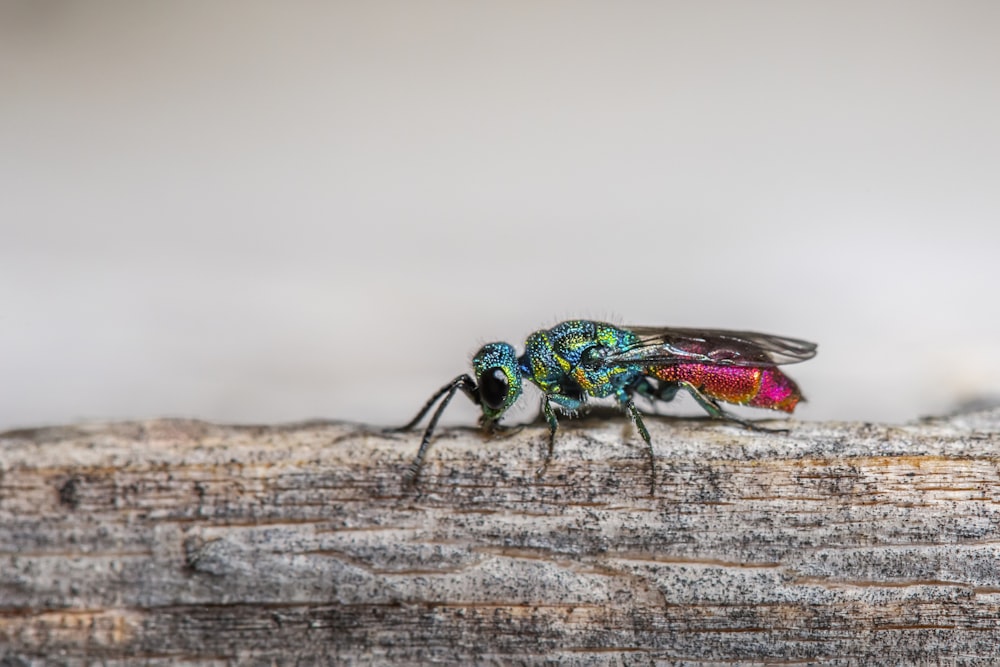 Mosca verde y negra sobre madera marrón