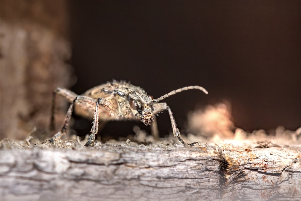 brown and black insect on brown wood