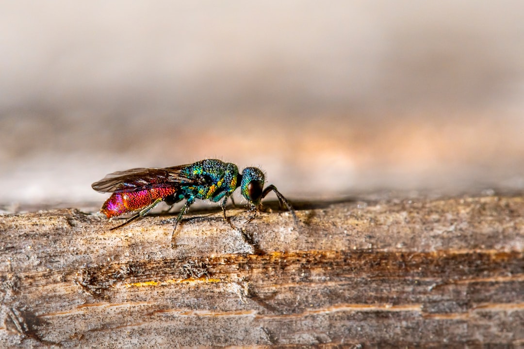 green and black insect on brown wooden surface