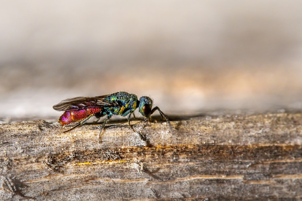 green and black insect on brown wooden surface