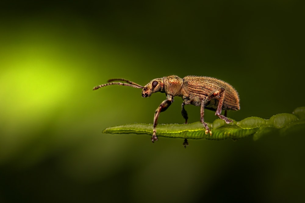 brown and black bug on green leaf in macro photography