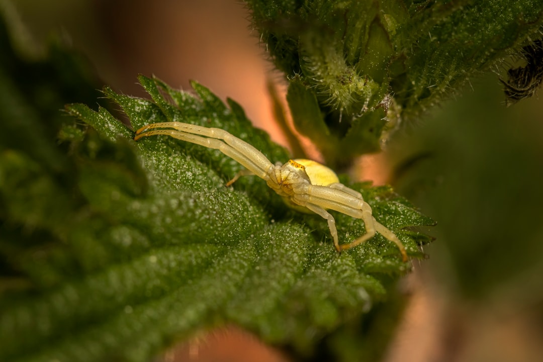 brown spider on green leaf