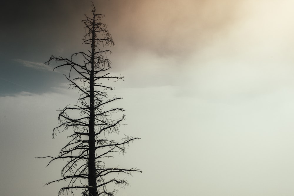 arbre sans feuilles sous un ciel nuageux