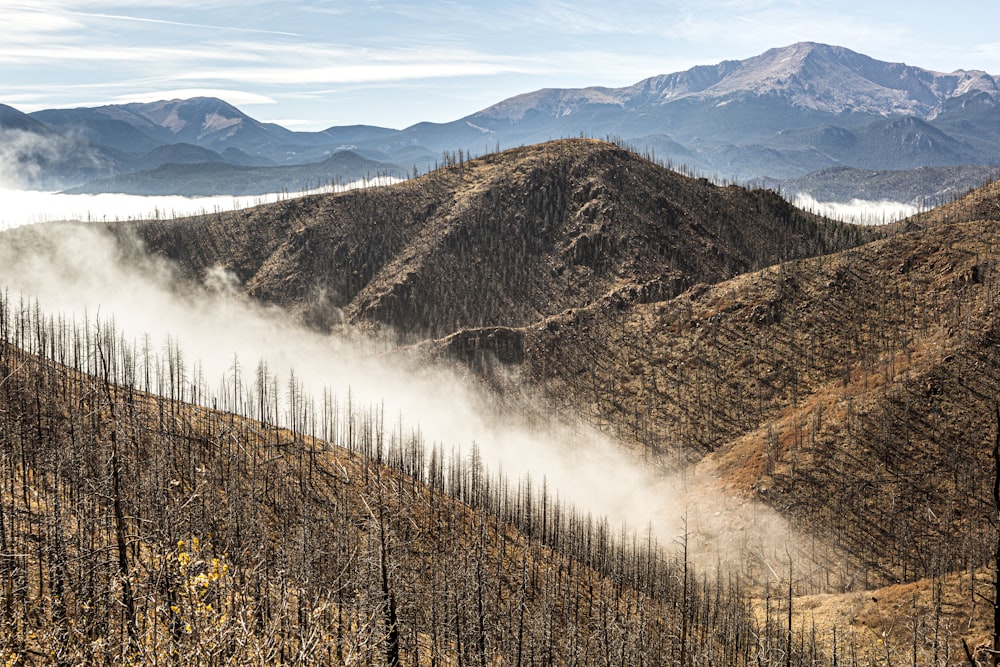 brown and green trees near mountain during daytime