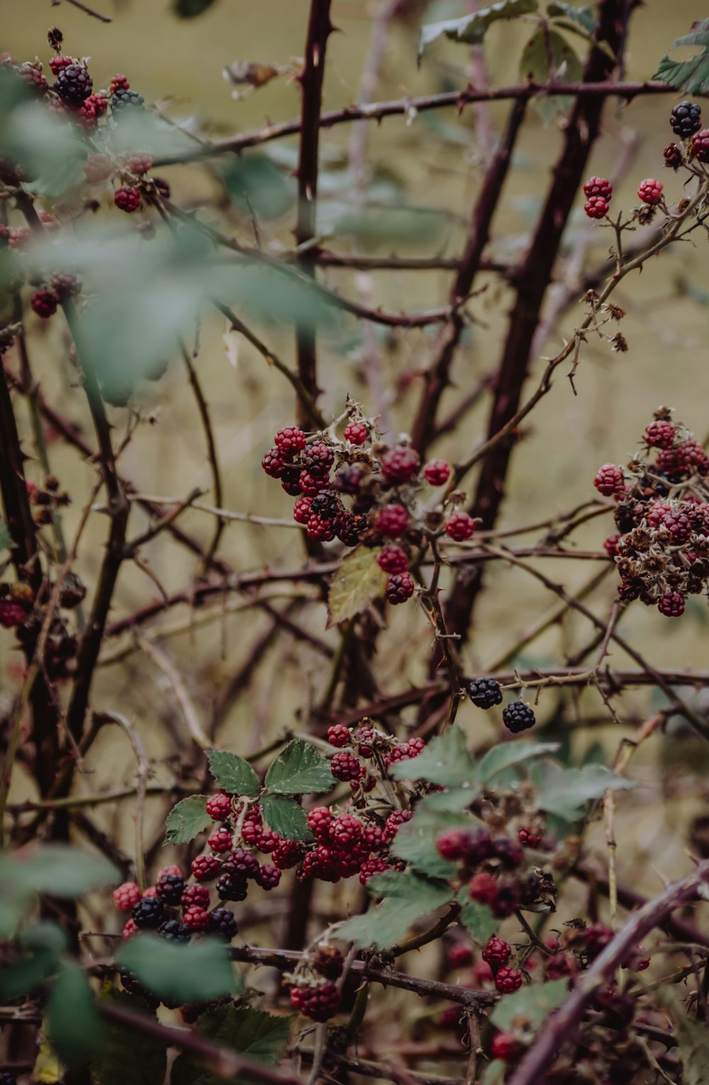 flores rojas y blancas en la rama marrón de un árbol