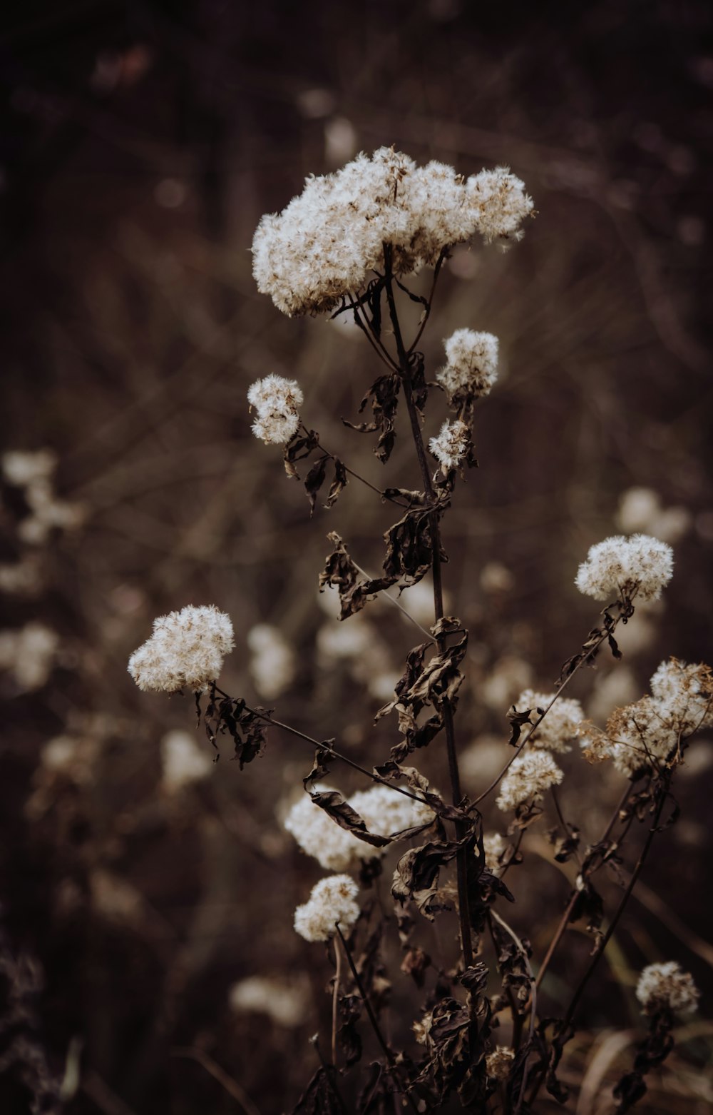 white flowers in tilt shift lens