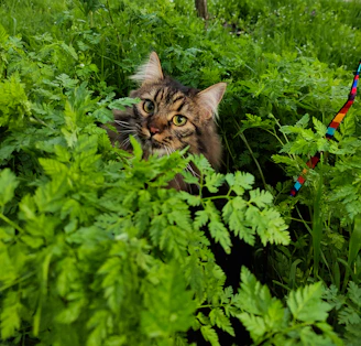 A curious tabby cat peeking through green leaves with soft sunlight filtering in.