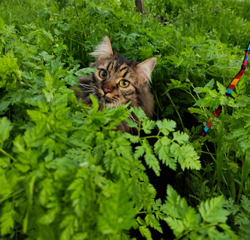 A curious tabby cat peeking through green leaves with soft sunlight filtering in.