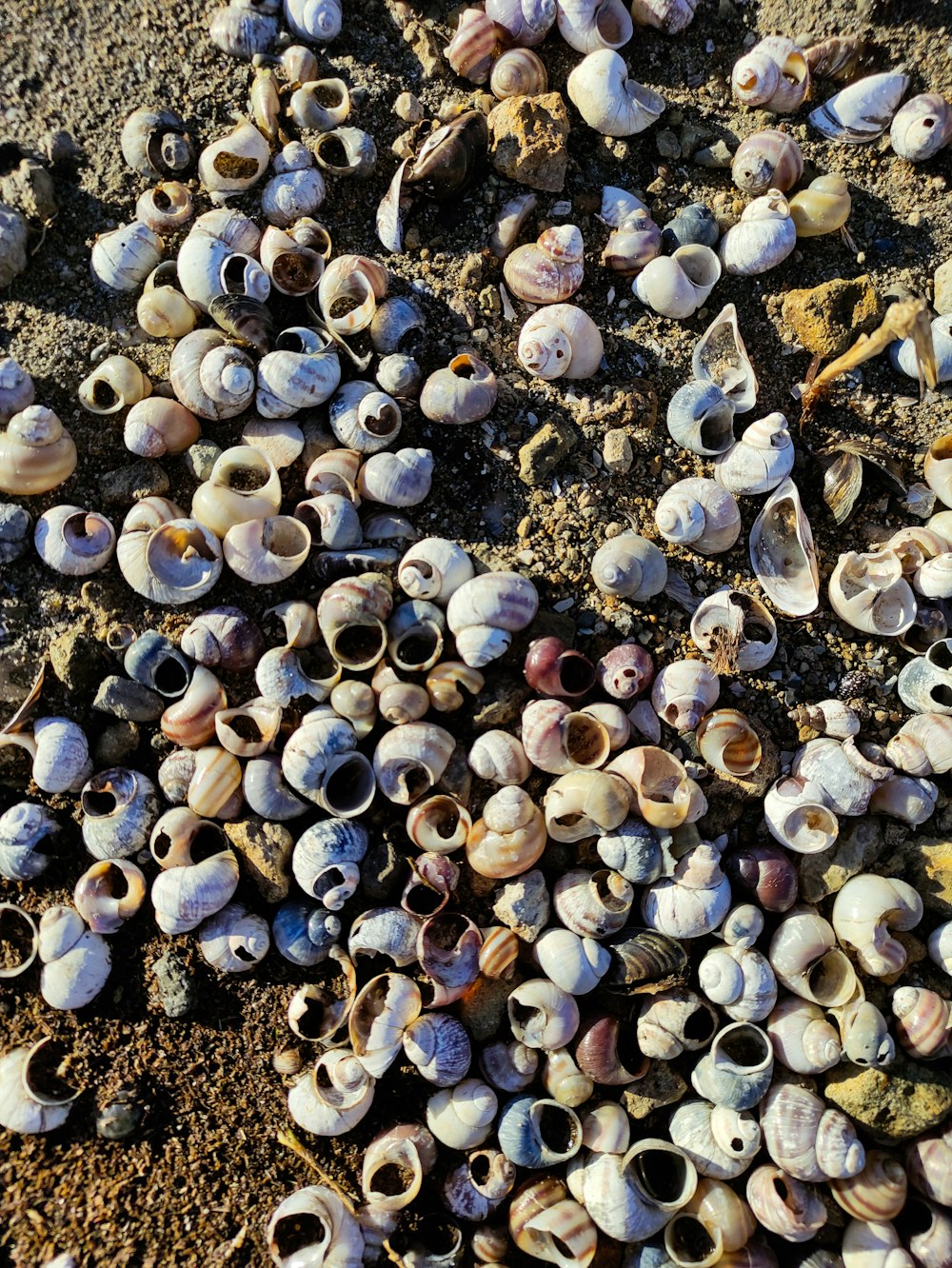 white and gray pebbles on gray sand during daytime