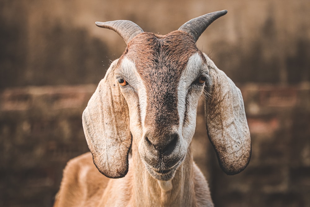 brown and white animal during daytime