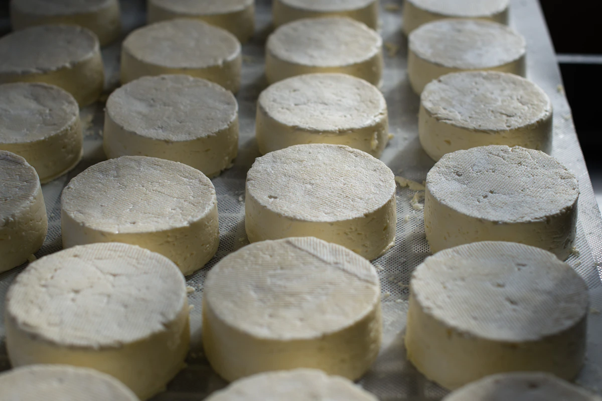 Ser ricotta - swiezy wloski ser na tacy