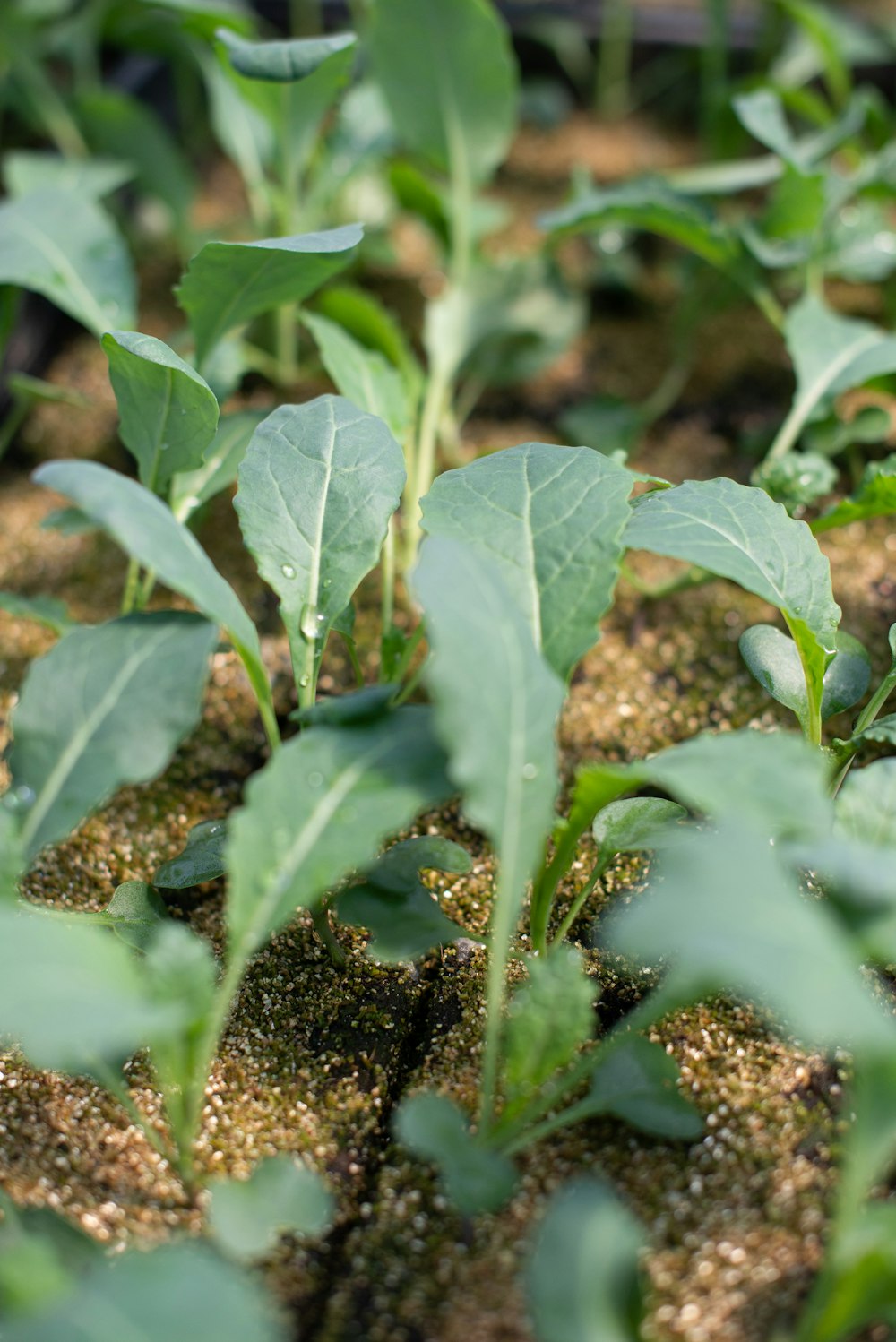 green plant on brown and black stones