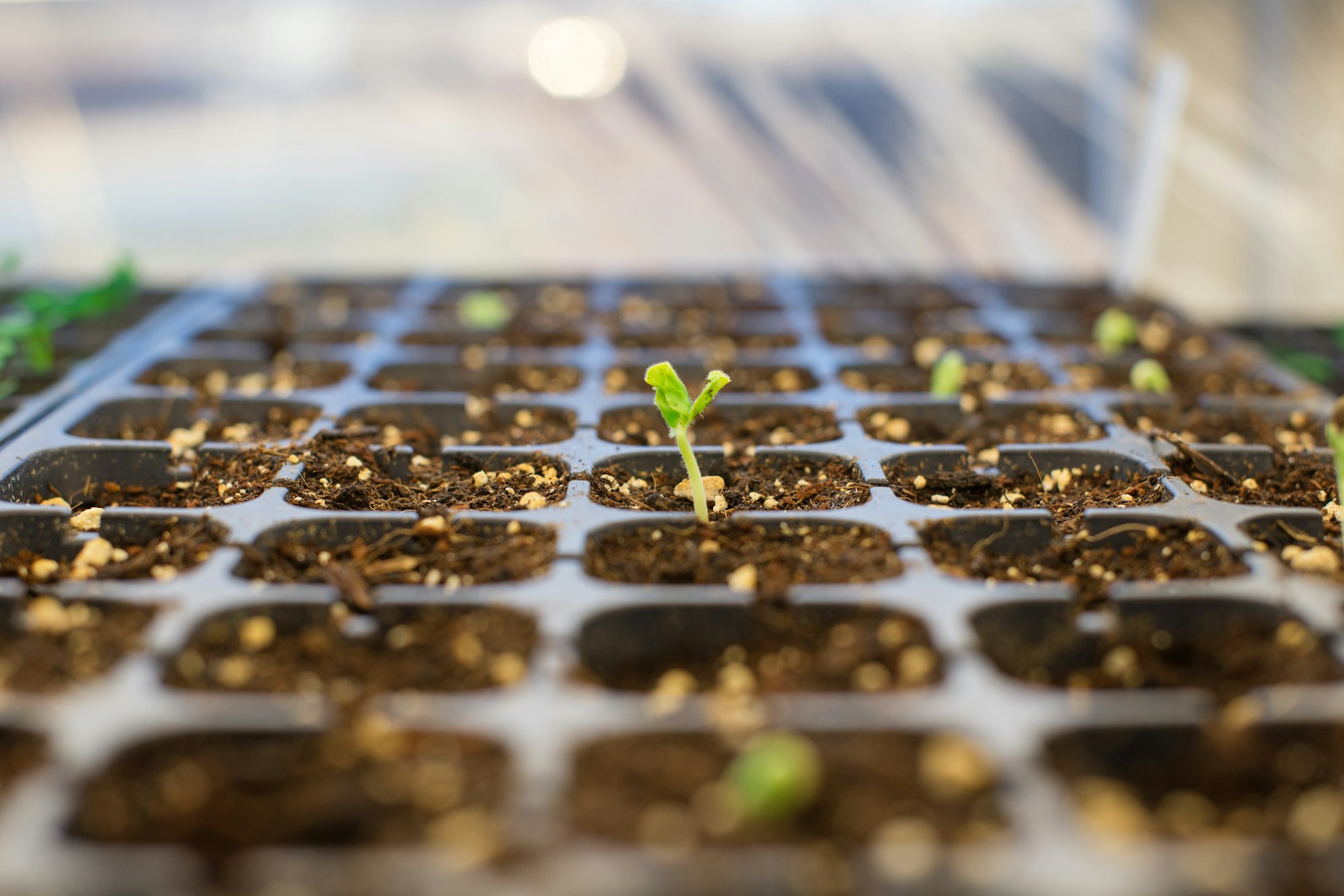 Como Cultivar Tomates Orgânicos em Espaços Pequenos