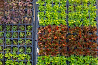 green and red leaves on gray rectangular tray