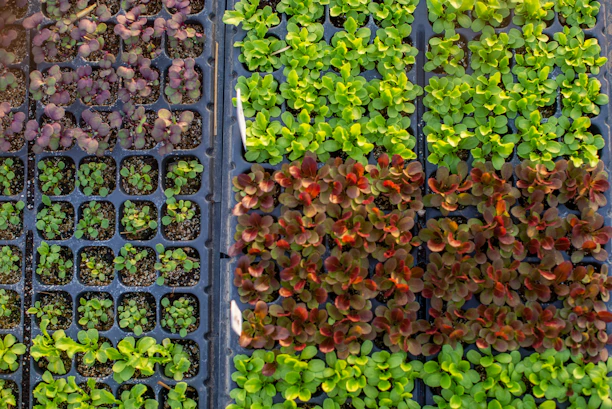 green and red leaves on gray rectangular tray