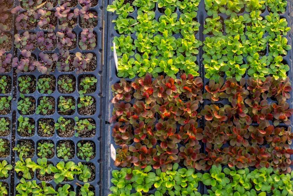 green and red leaves on gray rectangular tray