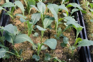 green plant on black soil