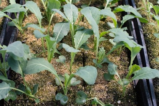 green plant on black soil
