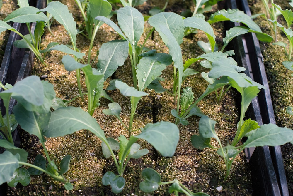 Planta verde sobre suelo negro