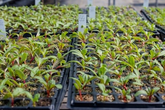 green and red plants on black plastic crate