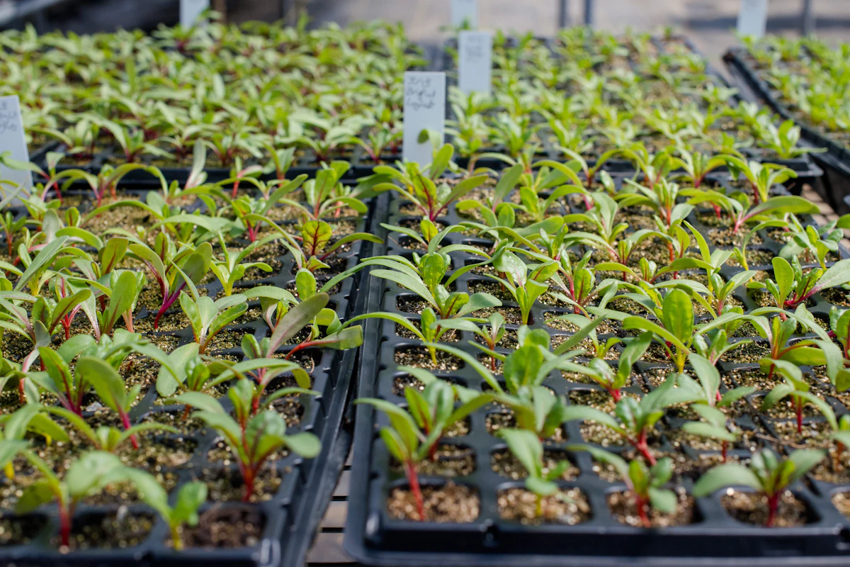 Plantlets in acclimatisation trays