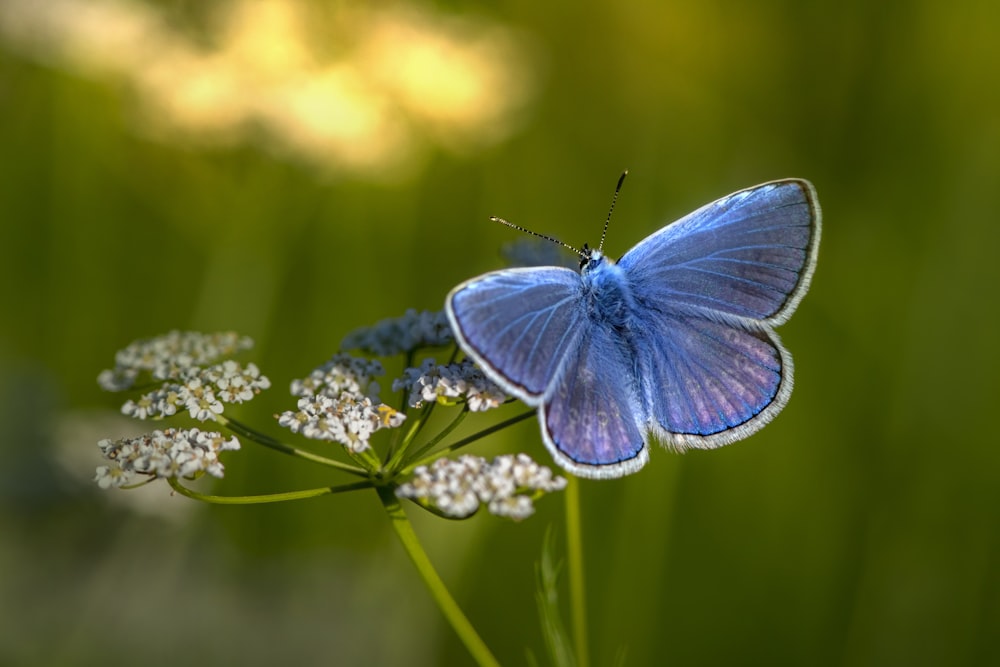 borboleta azul e branca empoleirada na flor branca em fotografia de perto durante o dia