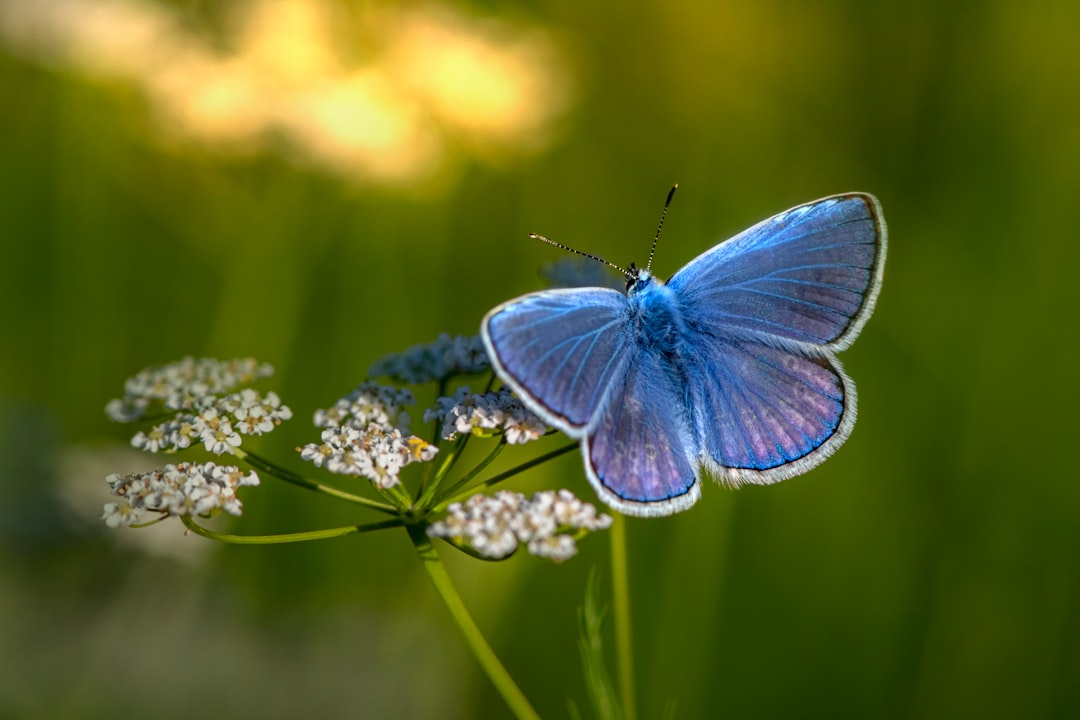 blue and white butterfly perched on white flower in close up photography during daytime